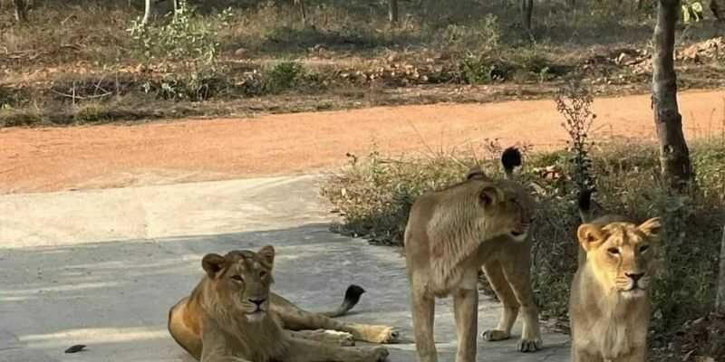 Rajgir Zoo Safari Ticket